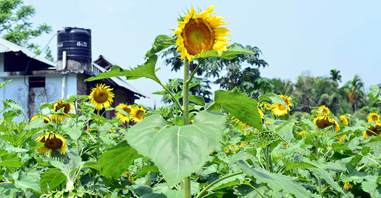 sunflower
