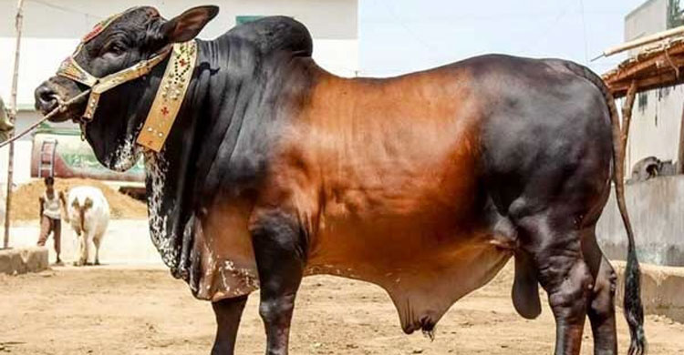 cow