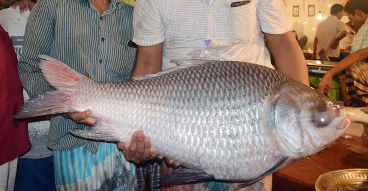raj fish