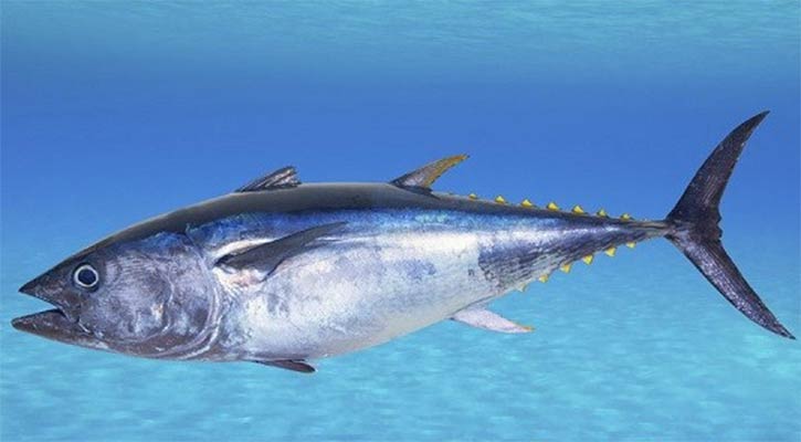 Tuna